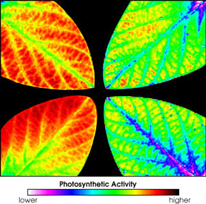 Fluorescence imaging technology captures soybean plant responses, Fluorescence imaging