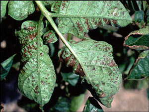 evidence of exposure to high concentrations of ozone, plant leaves