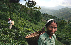 India Tea garden, green tea garden