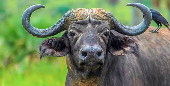 top news, prativad news