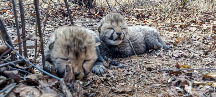 कुना नेशनल पार्क में गामिनी और उसके शावकों को जंगल में छोड़ा, चीता संरक्षण परियोजना को मिला बढ़ावा