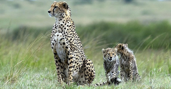 गांधी सागर अभ्यारण्य बनेगा चीतों का नया घर, कूनो से 2 चीते होंगे शिफ्ट — चीता स्टीयरिंग कमेटी ने दी मंजूरी